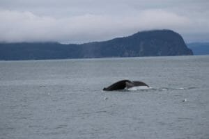 Alaska Whale sighting